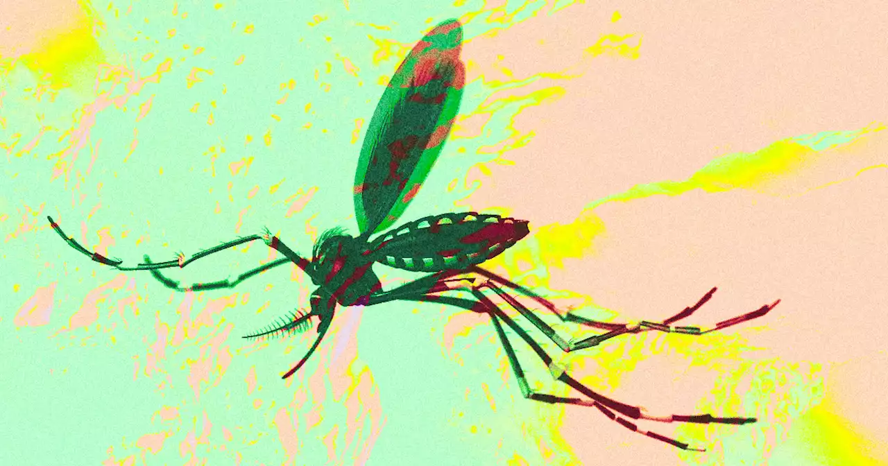 Scientists Trick Mosquitoes Into Vaccinating Against Malaria by Biting