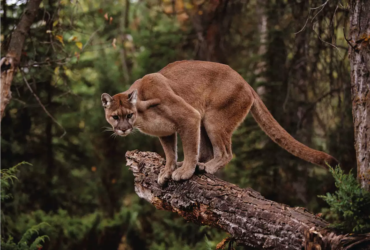 Mountain Lion Attacks Boy, 7, By Sneaking Up On Him And Biting Him On The Butt