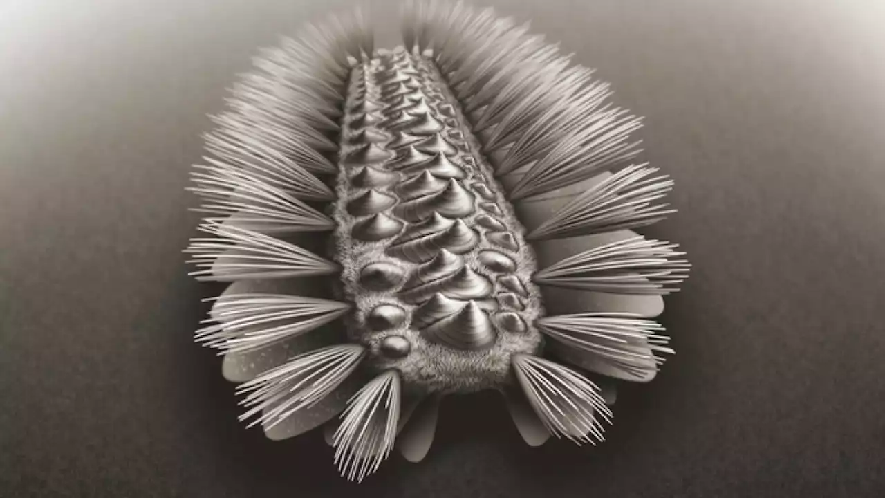 An armored-worm from the Cambrian could be an important missing link