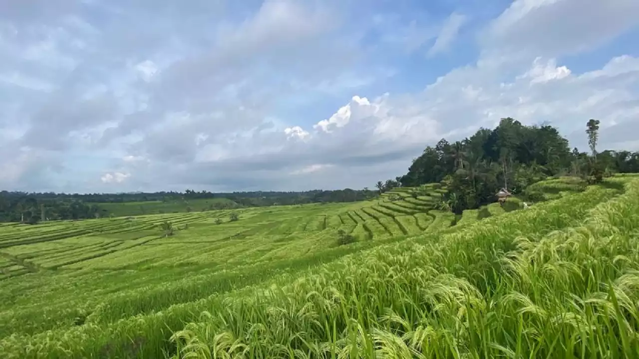 Cuaca Bali Hari Ini: Buleleng Hujan Ringan, Awas Panas Terik