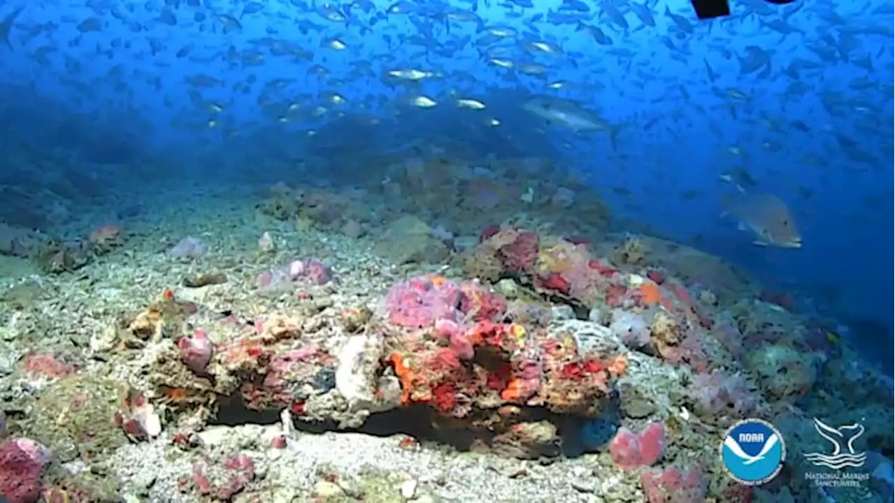 Texas coral reef showing symptoms of deadly coral disease, NOAA says