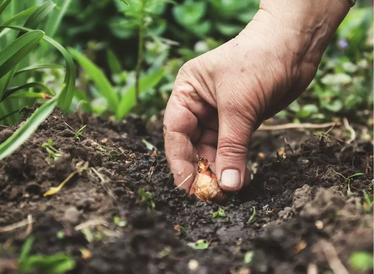 Try growing these vegetables and plants in your garden this fall