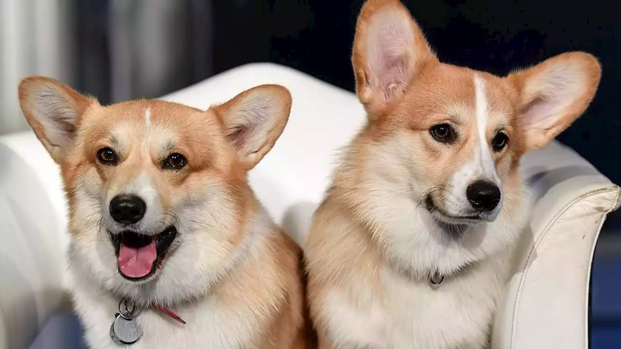 Il prezzo del cane di razza Corgi è raddoppiato dopo la morte della regina Elisabetta