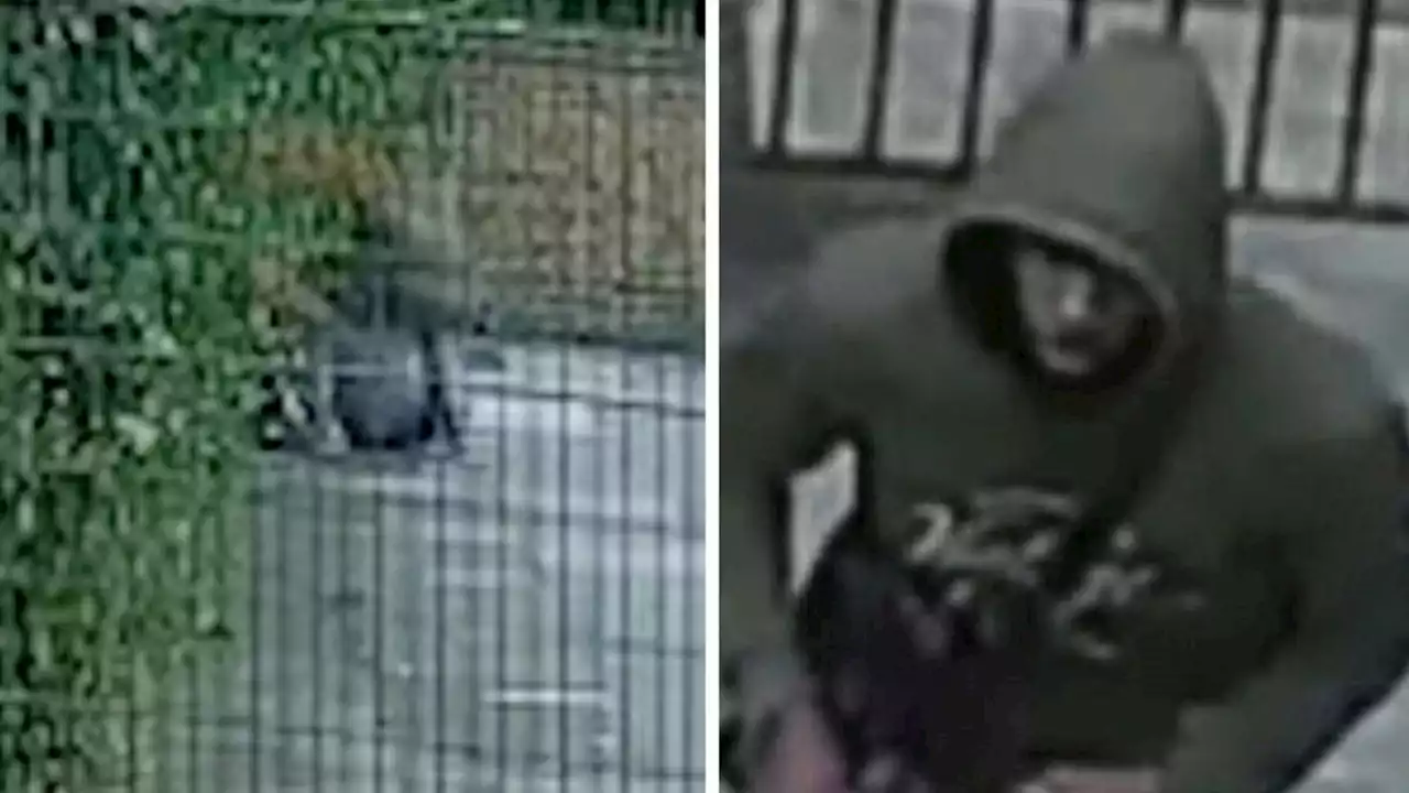 Police release CCTV in hunt for suspect after watch robbery in Fulham