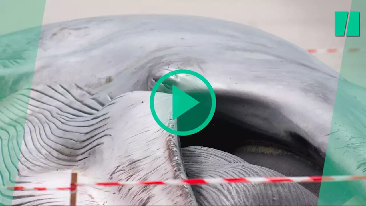 Kalon le rorqual est mort sur l’île Tristan près de Douarnenez, pouvait-on l’éviter ?