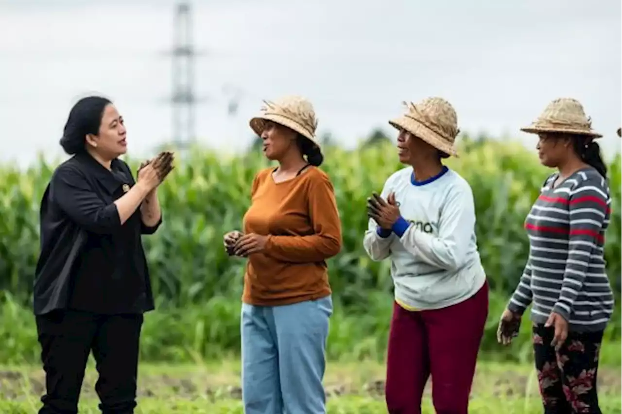 Di Bali, Puan Tanam Padi Bareng Petani dan Borong Sayur Mayur