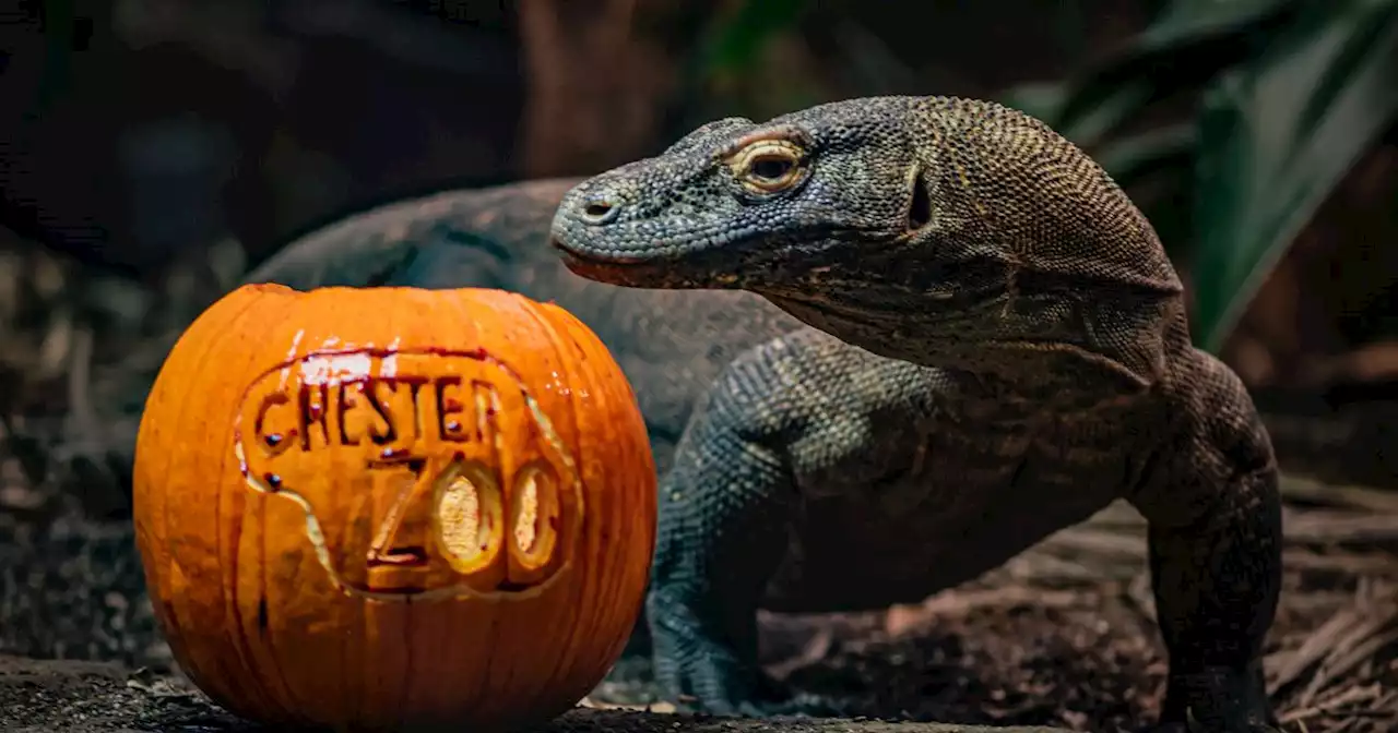 Chester Zoo launches its first Halloween trail with spiders, snakes and more