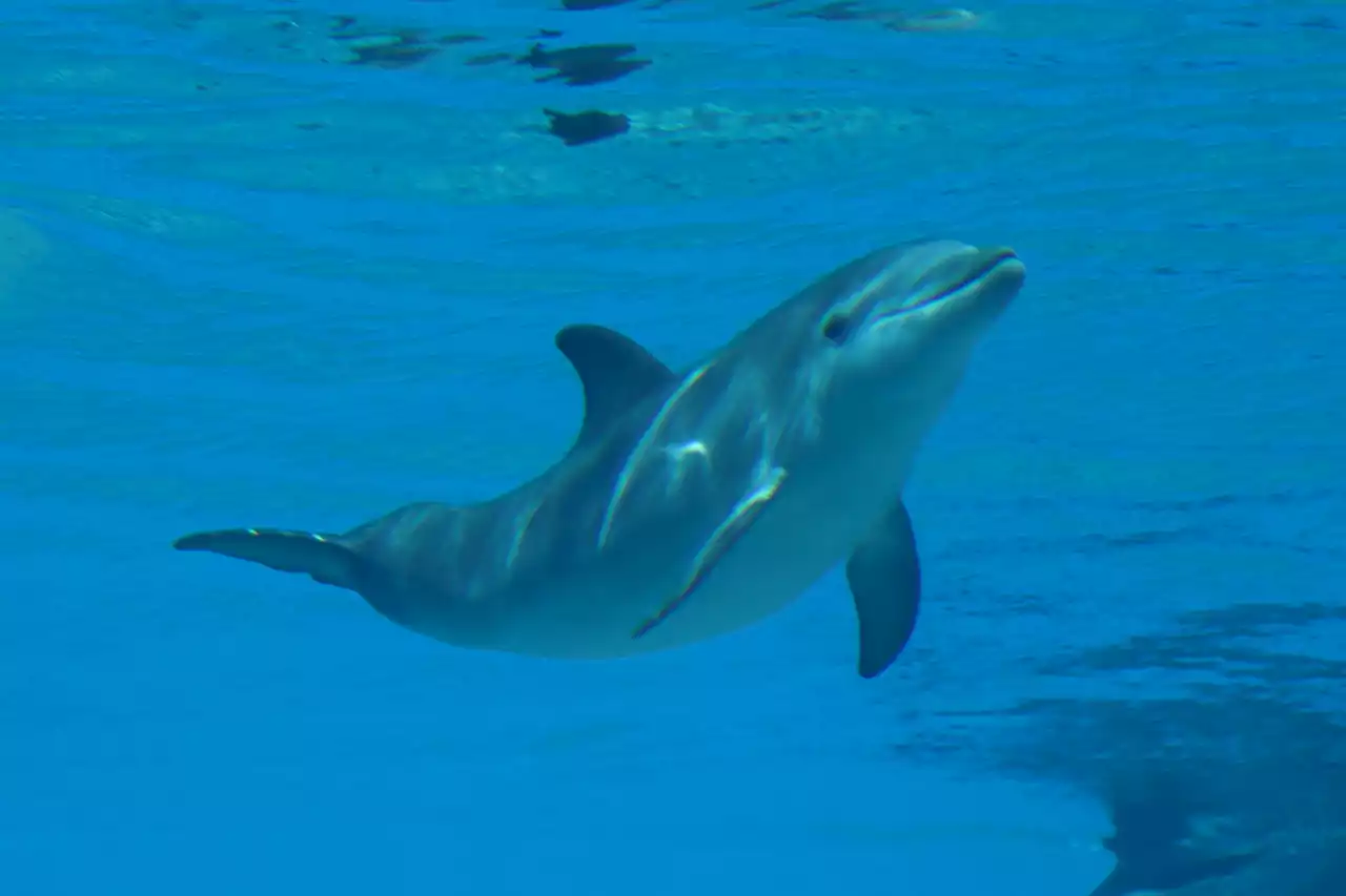 Las Vegas' Mirage Hotel Closes Secret Garden Attraction After 3rd Dolphin Dies in 5 Months