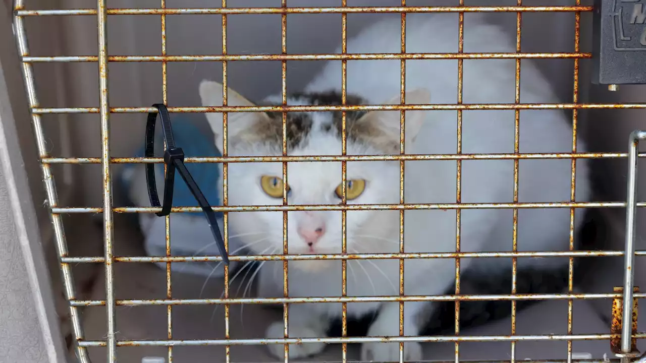 Rescued Cats Evacuated From Florida Sent to Mass. Ahead of Hurricane Ian