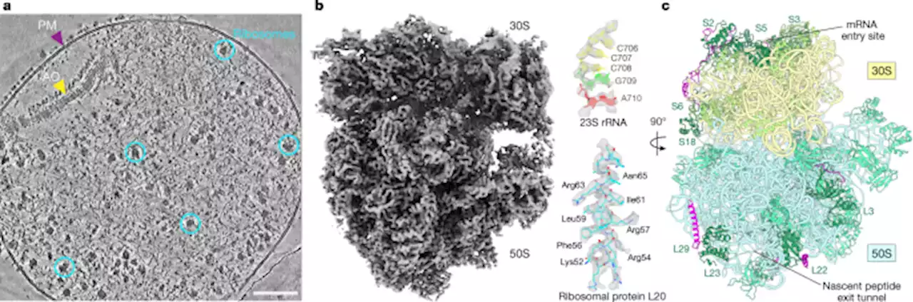 Visualizing translation dynamics at atomic detail inside a bacterial cell - Nature