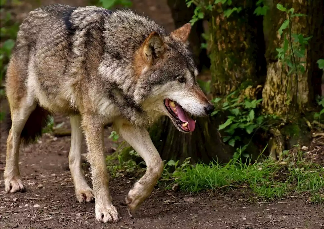 Ablehnung der Regulierung des Wolfsrudels im Val d’Hérens – Der Staat Wallis bedauert den Entscheid des BAFU