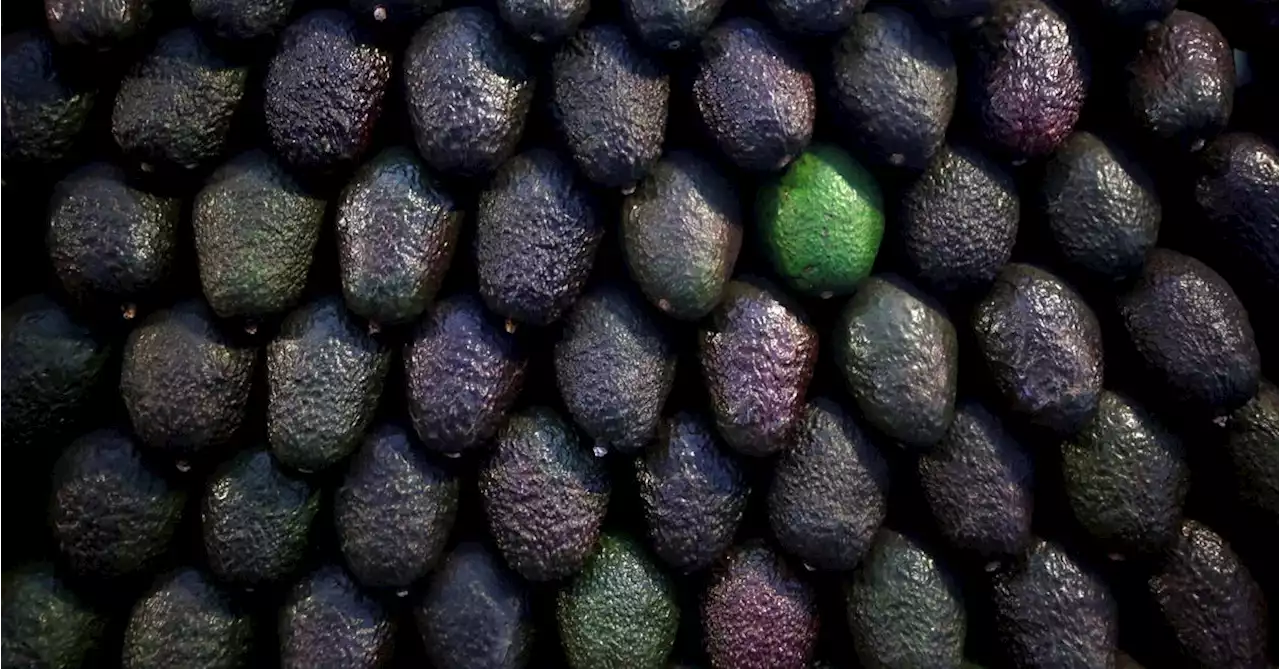 Green gold: Mexican avocados, beloved in U.S., fuel multi-billion dollar market