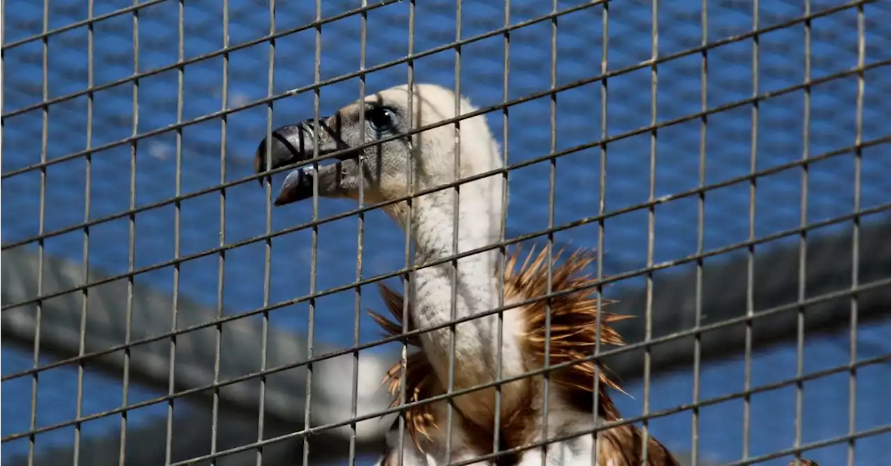 Vultures, nature's cleanup crew, get new lease of life in Cyprus