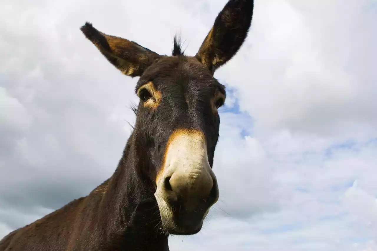 Are More People Killed By Donkeys Than Airplane Crashes Annually?