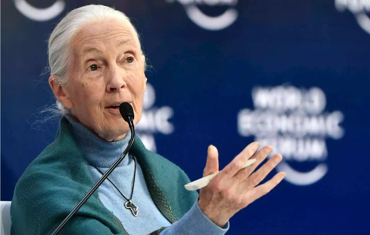 Climat : l’humanité s’approche du « point de non-retour », alerte la primatologue Jane Goodall