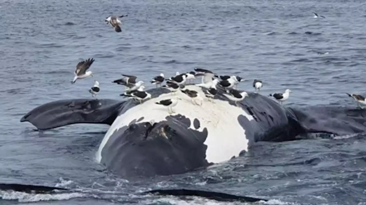 Hallaron seis ballenas muertas en las costas de Puerto Pirámides