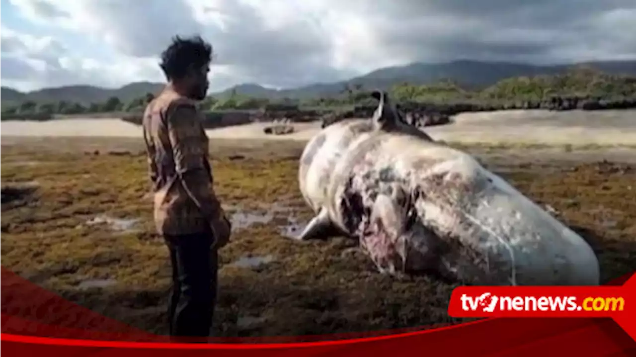 Ikan Paus Sepanjang 10 Meter Terdampar di Pantai Tatar Sumbawa Barat