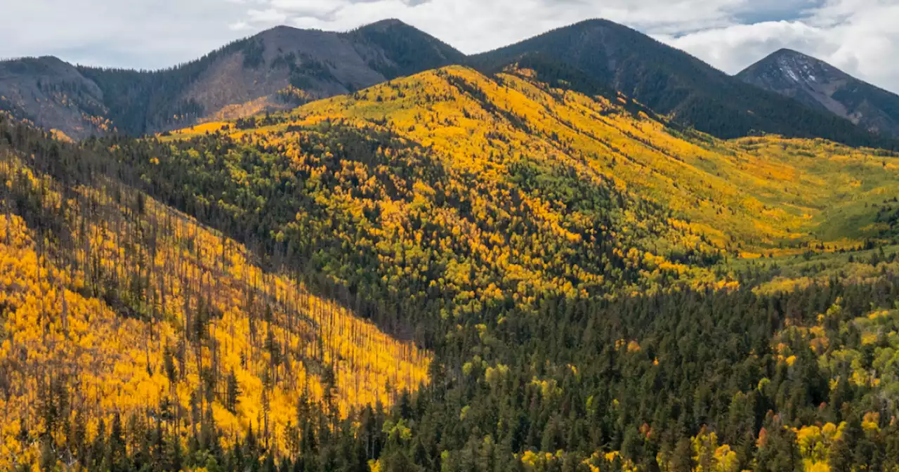 When to see fall colors in northern Arizona: LEAF-ometer shows stages of changing leaves