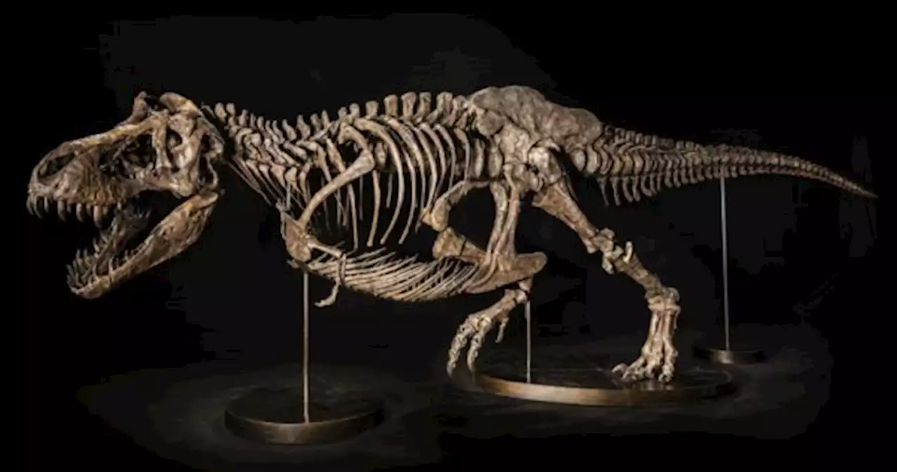 Asia's first T. rex fossil auction will take place in Hong Kong in November