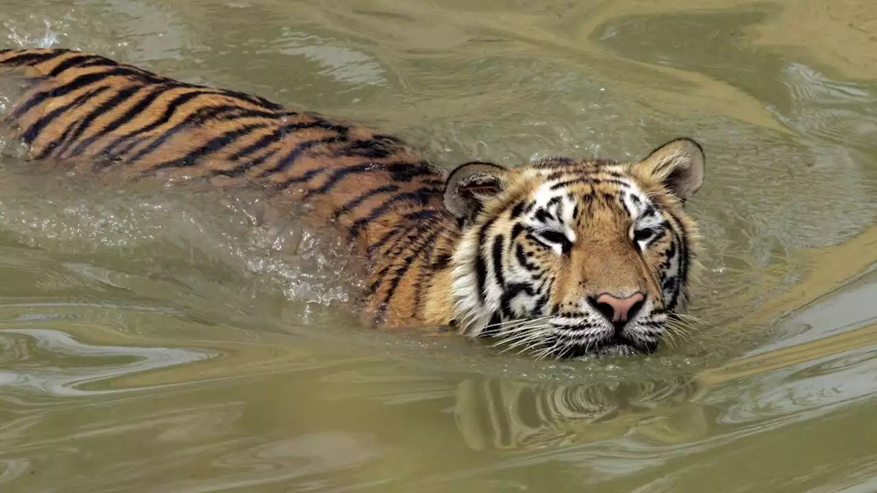 Es gibt wieder mehr Tiger – aber ihr Lebensraum verschwindet