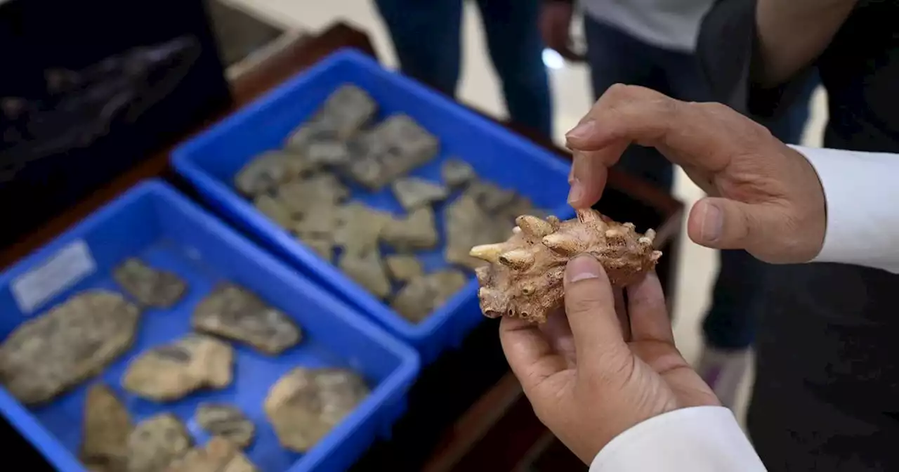 Catch of fish fossils in China includes the oldest teeth ever found, researchers say