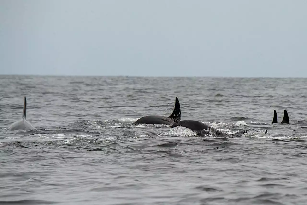 New census shows decrease in Southern Resident killer whale population, despite recent births