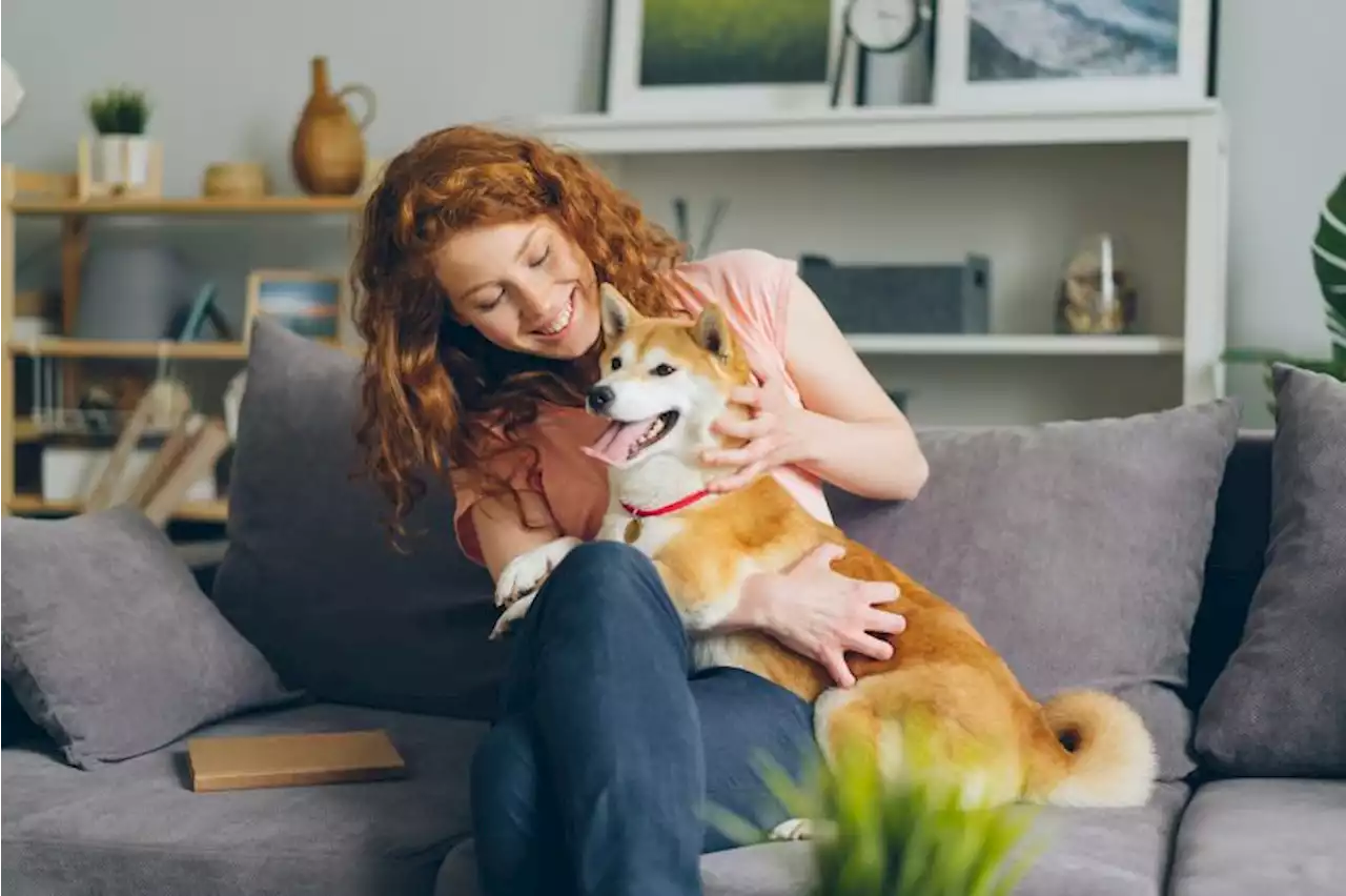 Dogs can smell when humans are stressed, study suggests | CNN