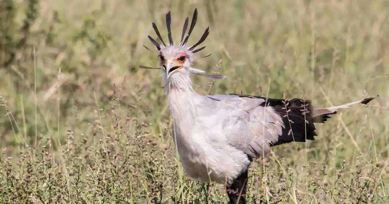 Alarming Report Warns 1 in 8 Bird Species Now Facing Extinction