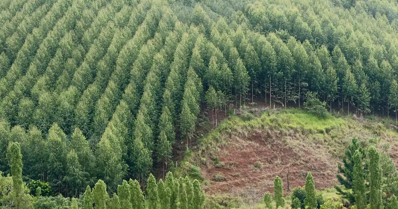 Experts Sound Alarm Over 'Growing Threat' of Genetically Engineered Trees