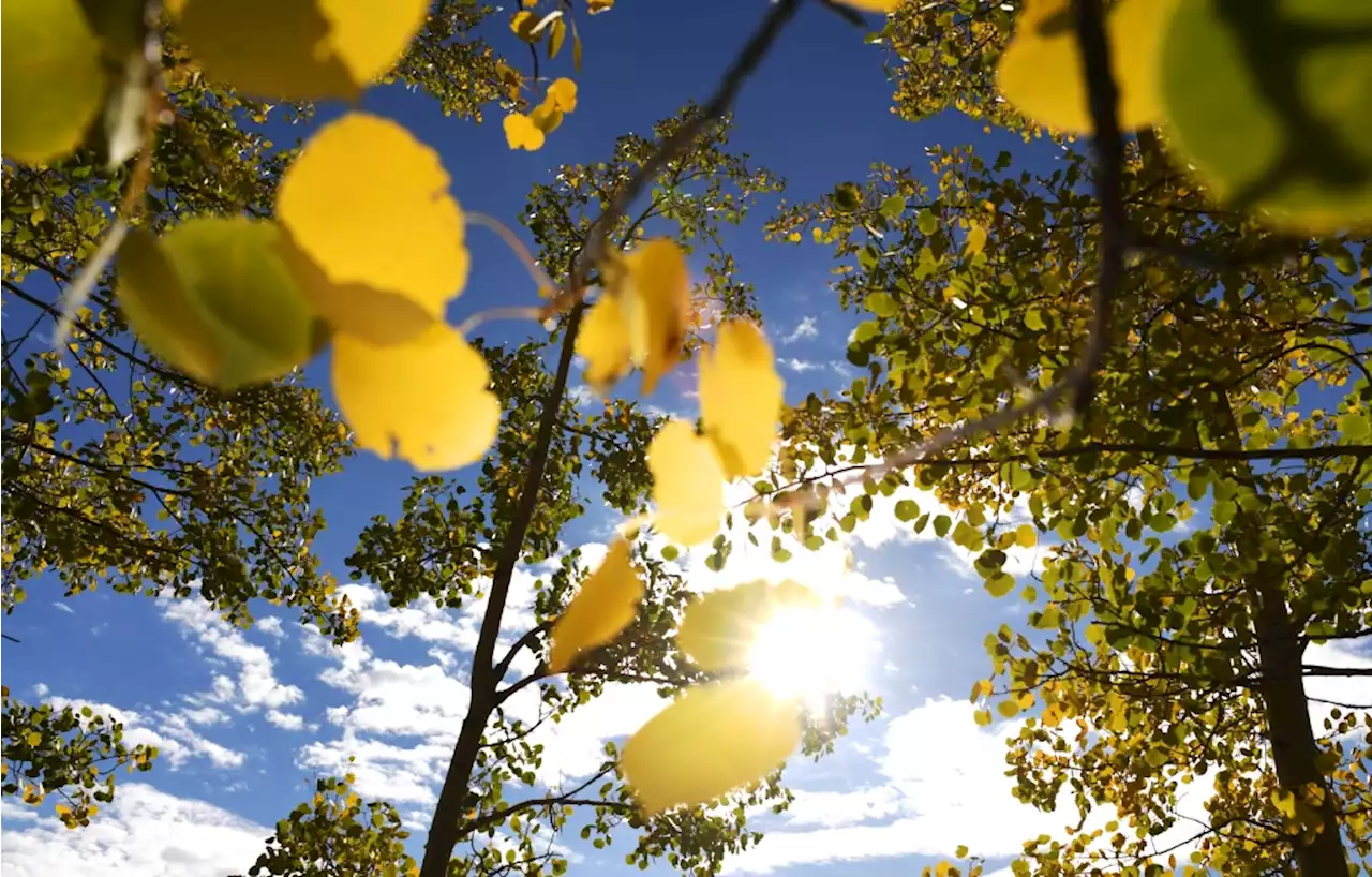 Hallelujah, Colorado: The big fall color-change is finally here.