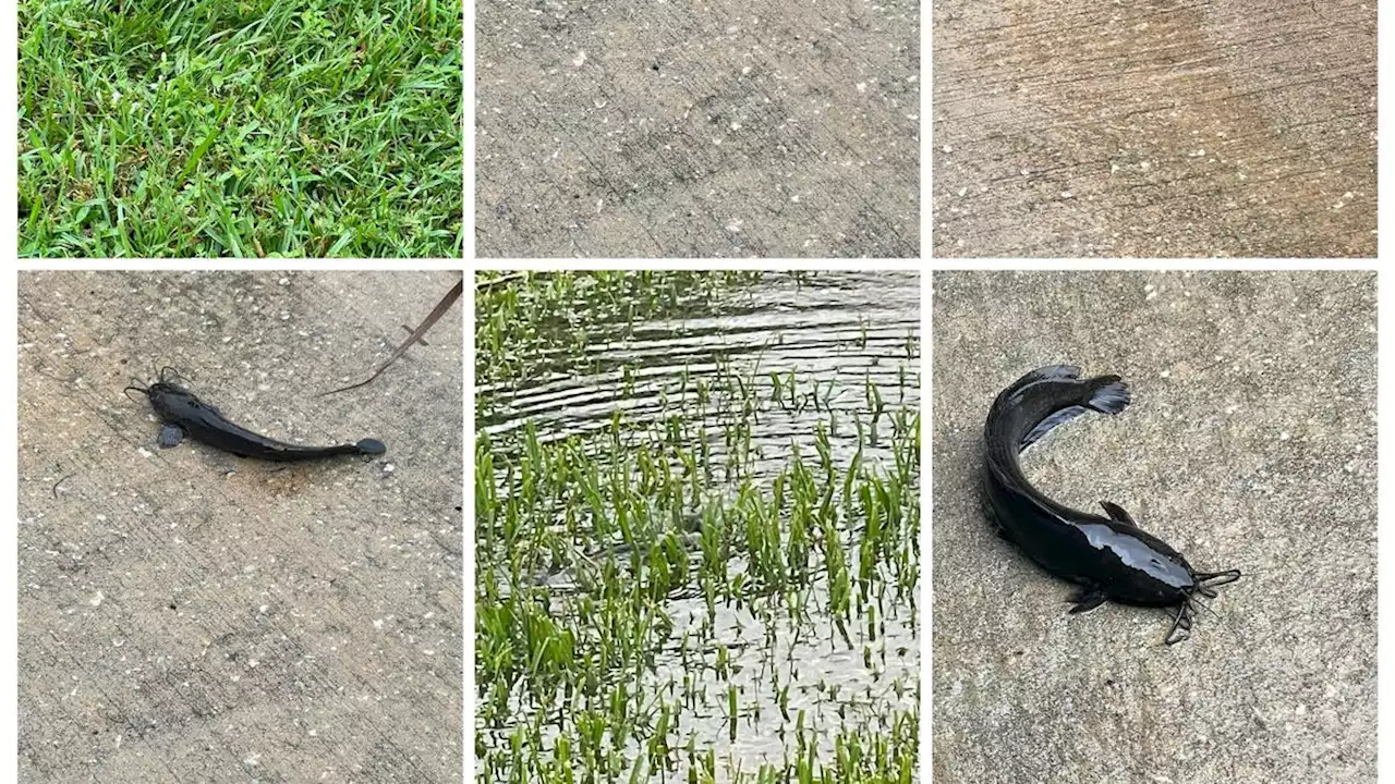 Catfish flood Space Coast yards hours before Hurricane Ian makes landfall in Florida