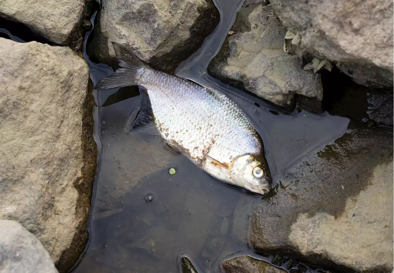 Greenpeace-Bericht - Bergbauindustrie verursachte Fischsterben in der Oder