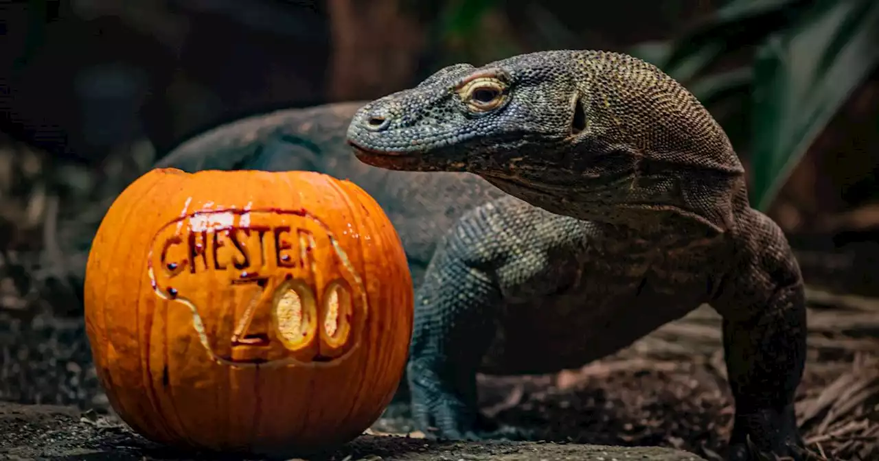 New interactive Halloween-themed trail coming to Chester Zoo