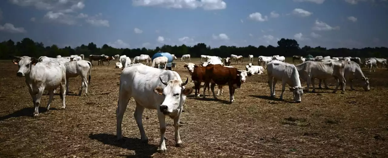 Assocarni: 'Le regole Ue mettono a rischio la filiera bovina italiana che vale sei miliardi'