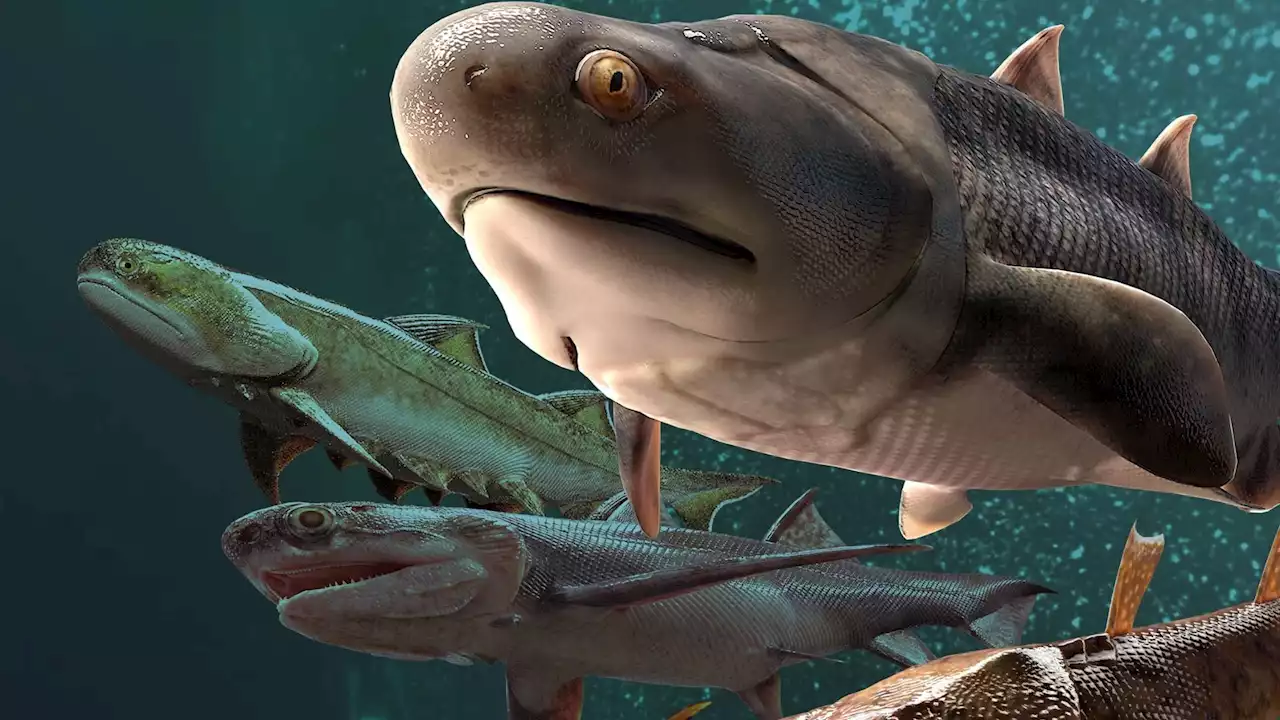 Jawed vertebrates date back to 439 million years ago, a study reveals