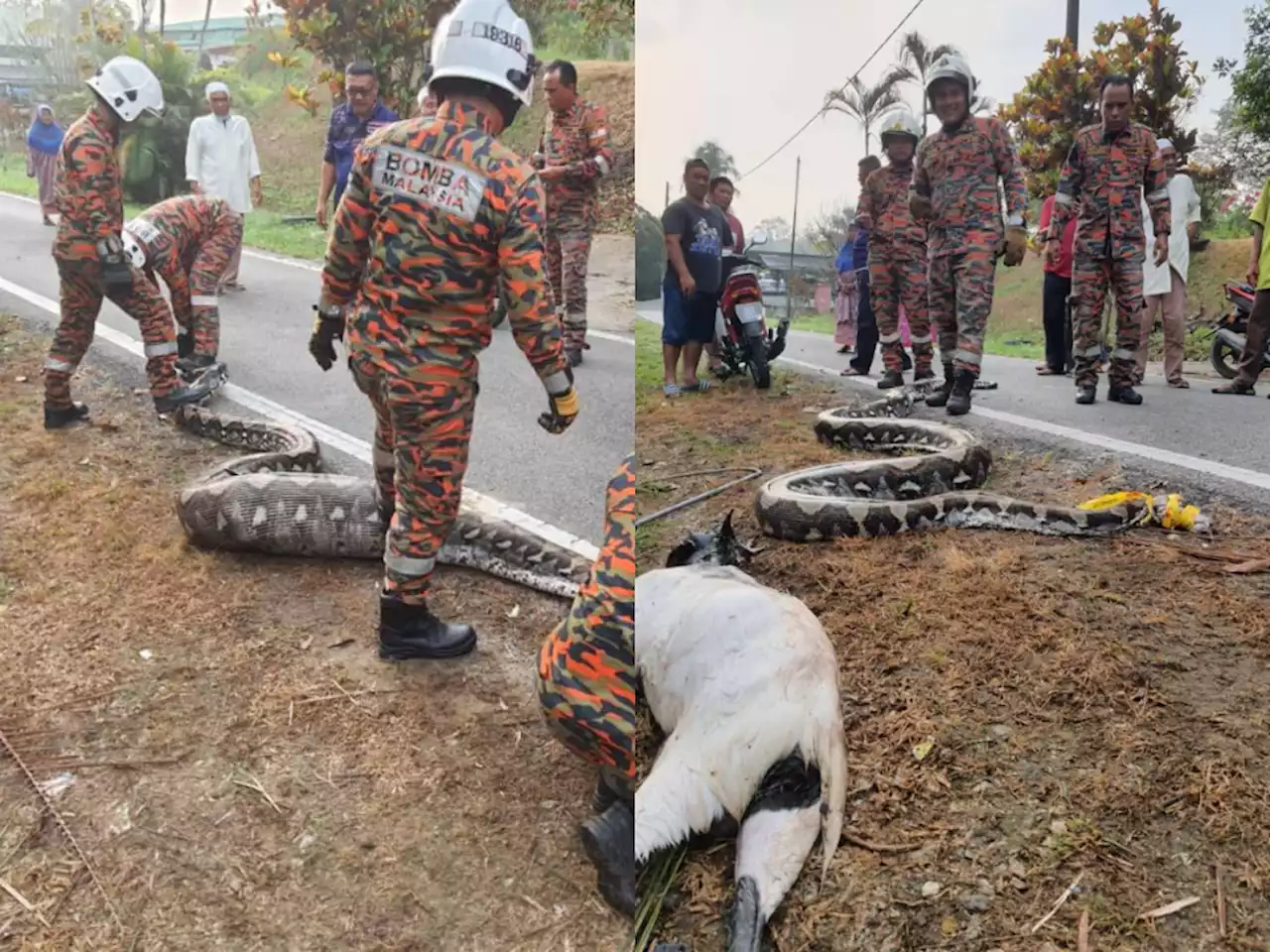 Johor Fire Dept nabs 80kg python after it swallowed goat in Kulai