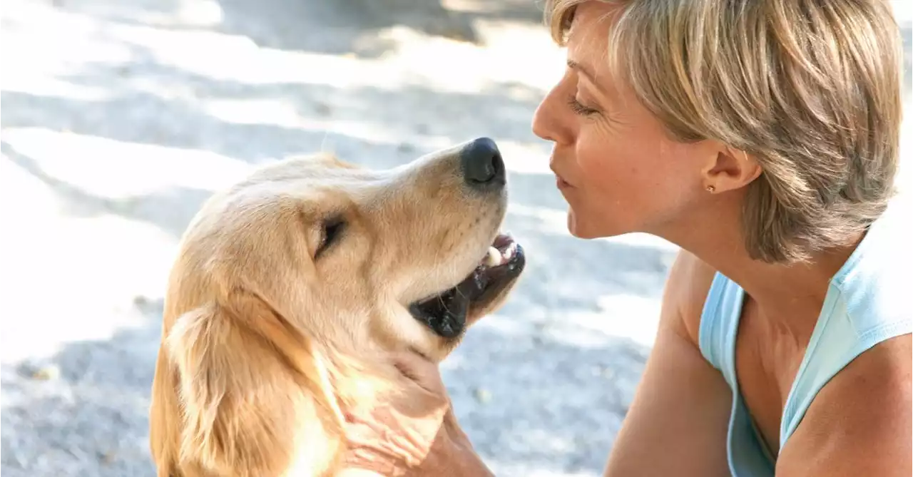 Dogs Can Smell When We're Stressed