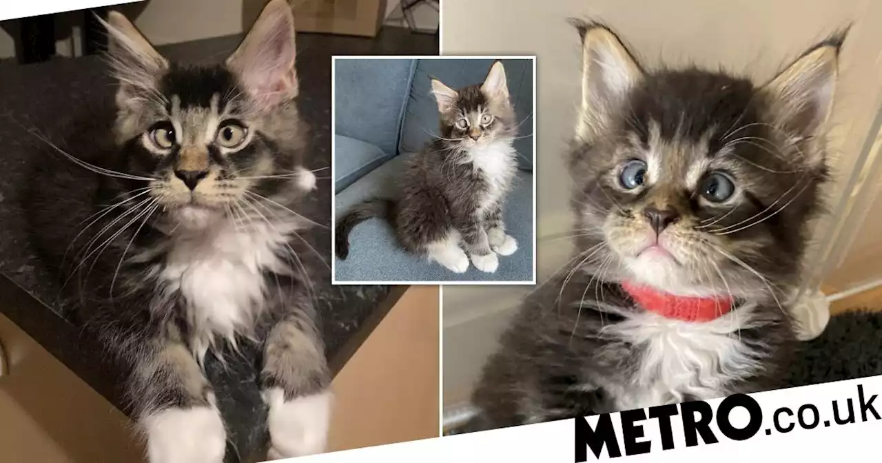 Meet Red, the cross-eyed Maine Coon kitten who will steal your heart