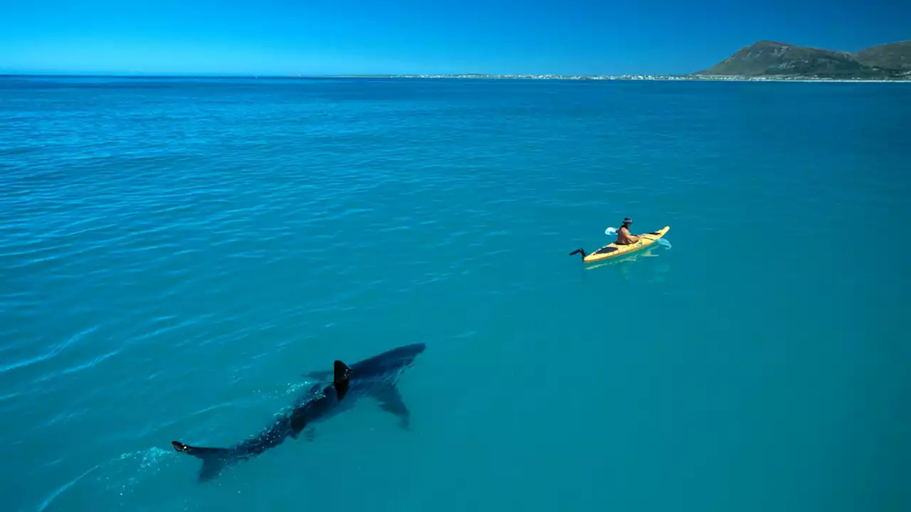 How the ultimate shark photo went viral