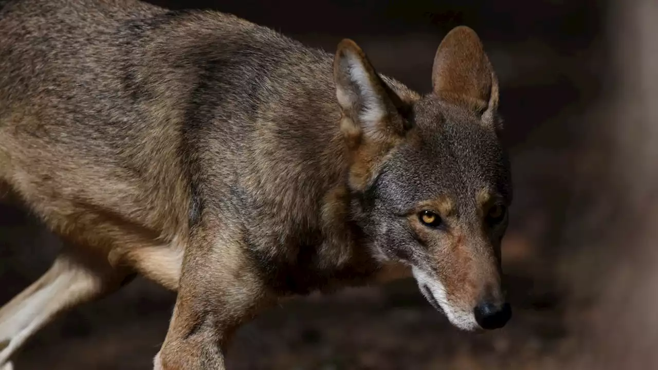 The quest to save red wolves, the rarest canine, suffers setbacks