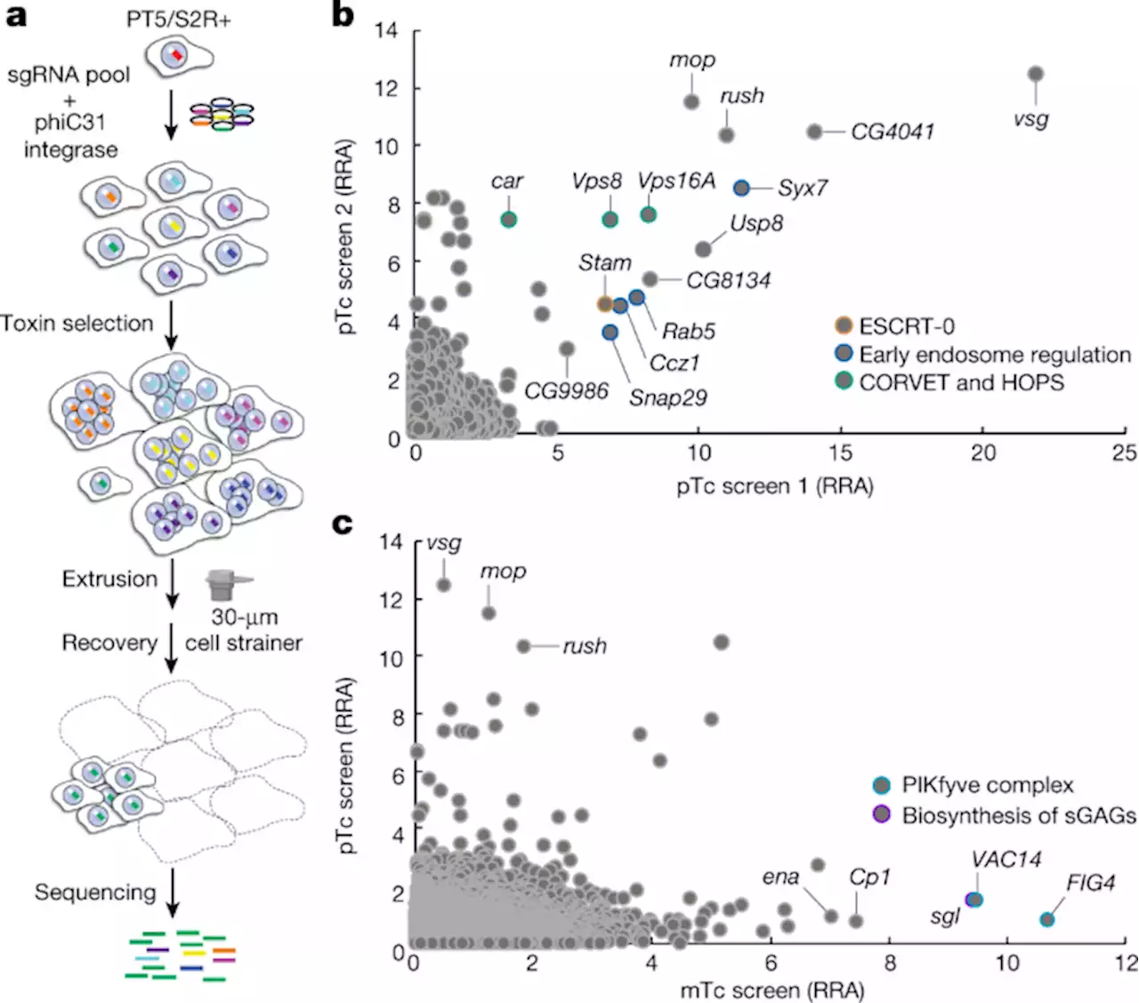 CRISPR screens in Drosophila cells identify Vsg as a Tc toxin receptor - Nature