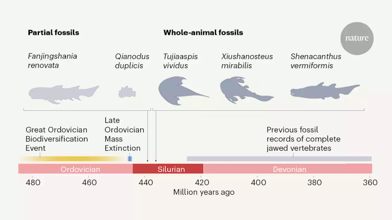 Fossils reveal the deep roots of jawed vertebrates