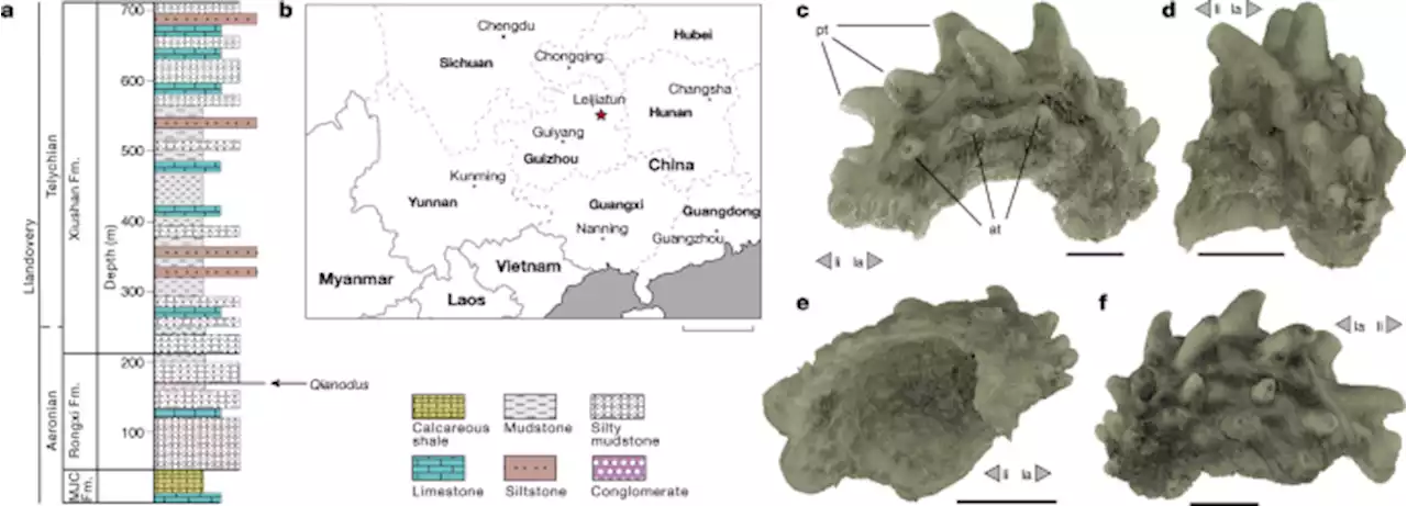 The oldest gnathostome teeth - Nature