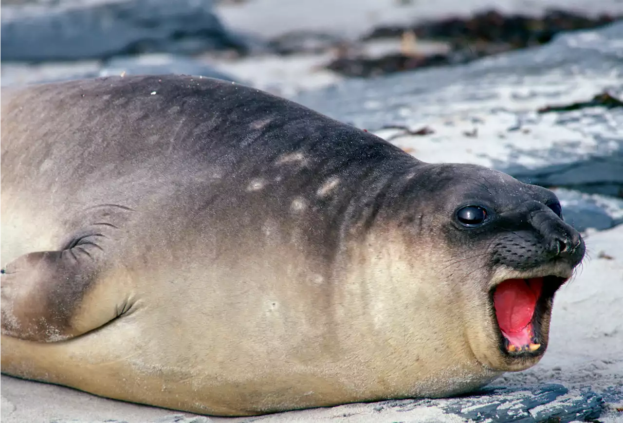 Fact Check: Did elephant seal appear on Florida street after Hurricane Ian?