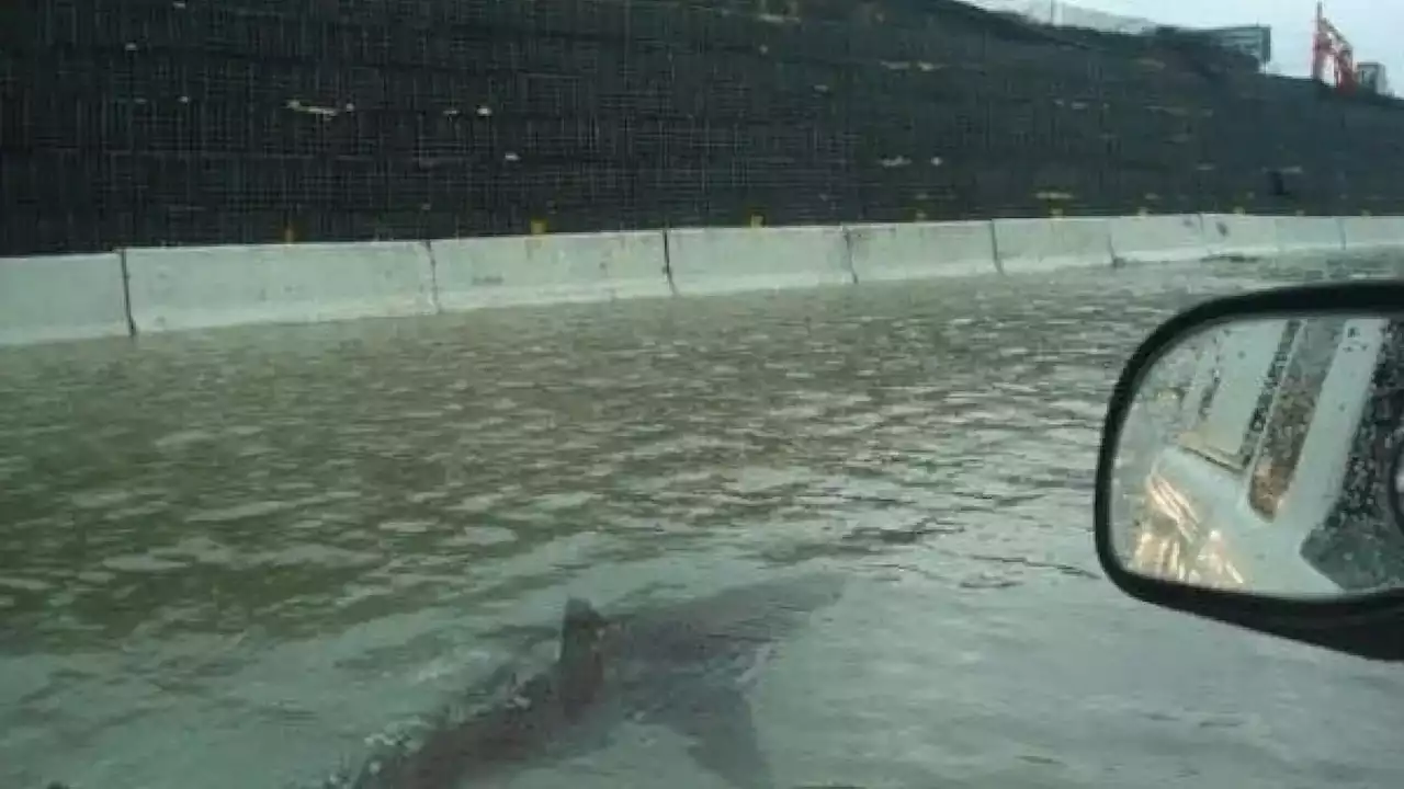 Tiburones nadando en las calles: las terroríficas imágenes del huracán Ian en la Florida
