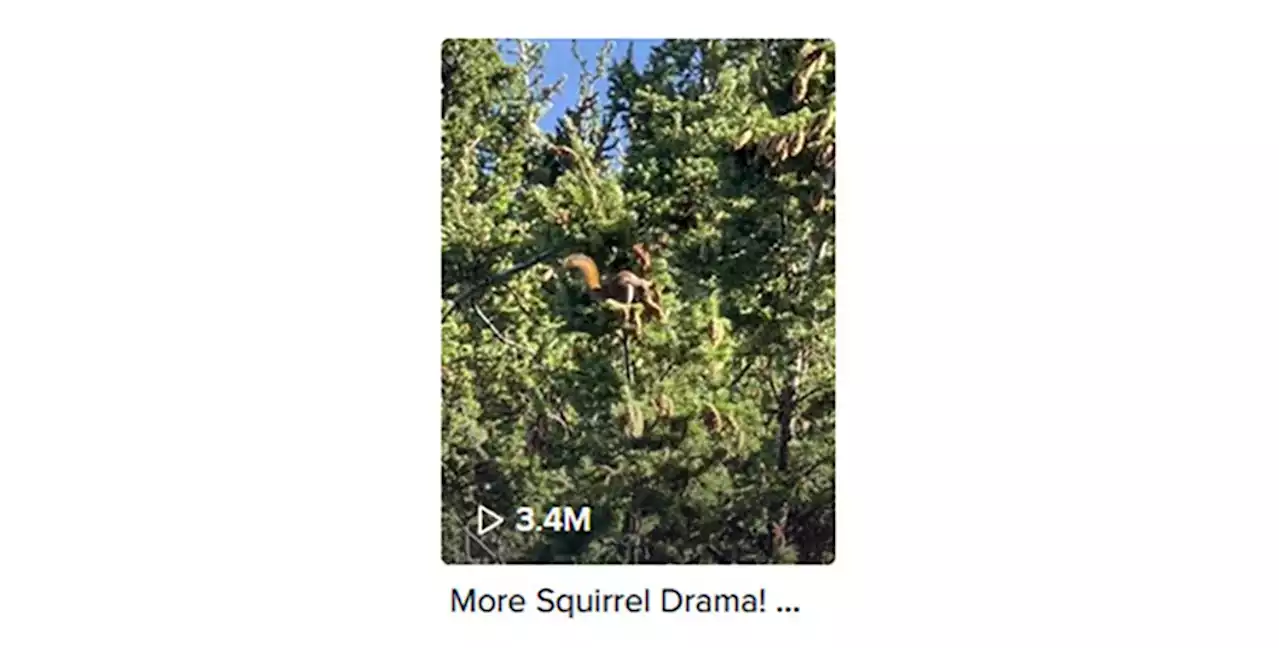 Prince George squirrel doing squirrely stuff gets 3.4M views on TikTok