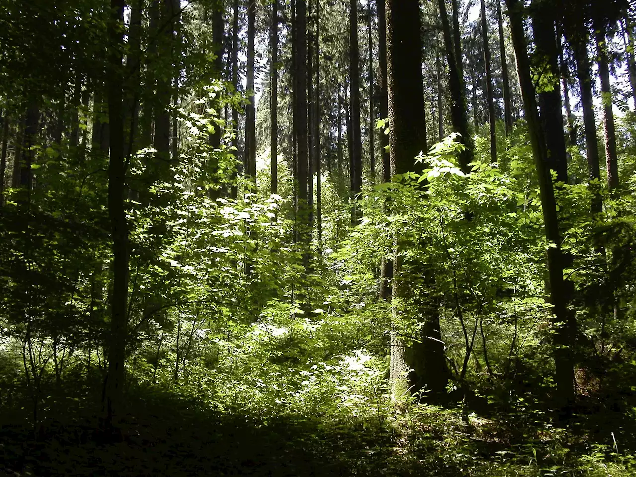 Gut geführter Wald frisst mehr Emissionen - Schweizer Bauer