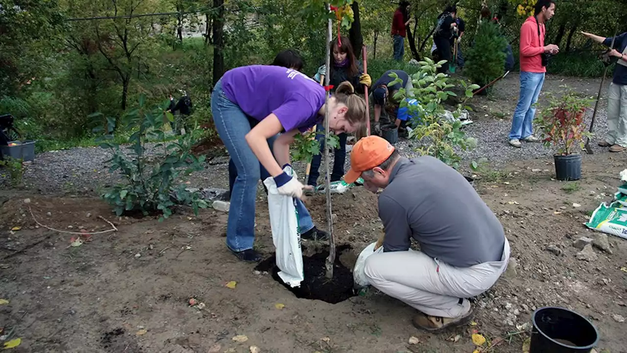 Tree planting, children’s art event in Flour Mill Oct. 1