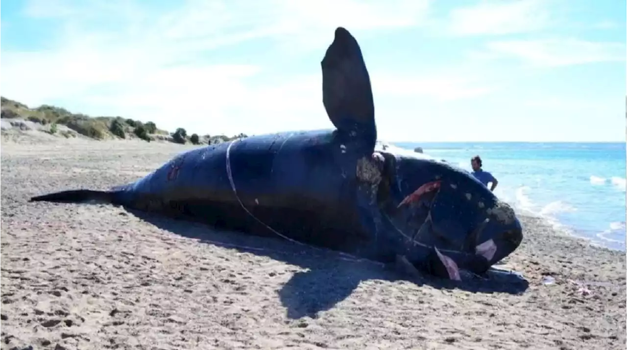 Aparecieron 6 ballenas muertas en las playas de Puerto Pirámides: hay preocupación por la causa de sus decesos