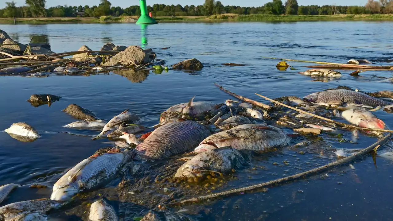 Greenpeace: Bergbauindustrie für Fischsterben in der Oder verantwortlich